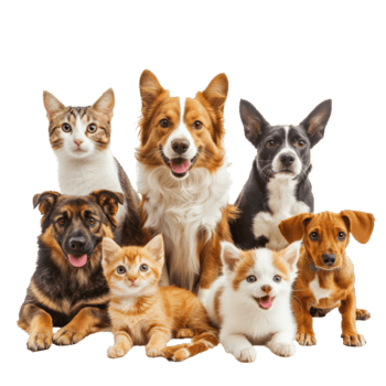 cute pets together in a joyful gathering at home png