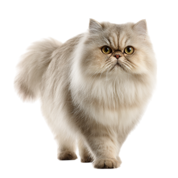 pngtree persian cat isolated on a transparent background png image 16539588