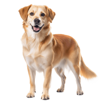 happy golden retriever dog standing against a transparent background png