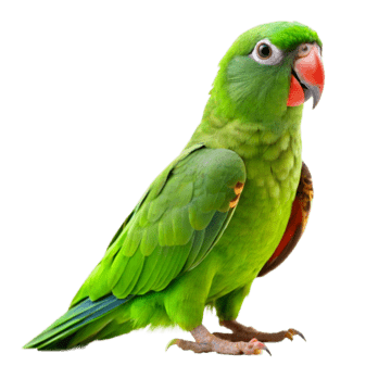 pngtree a cute parrot picture png image 14102326